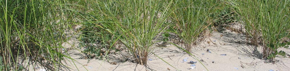 Sand dune grass